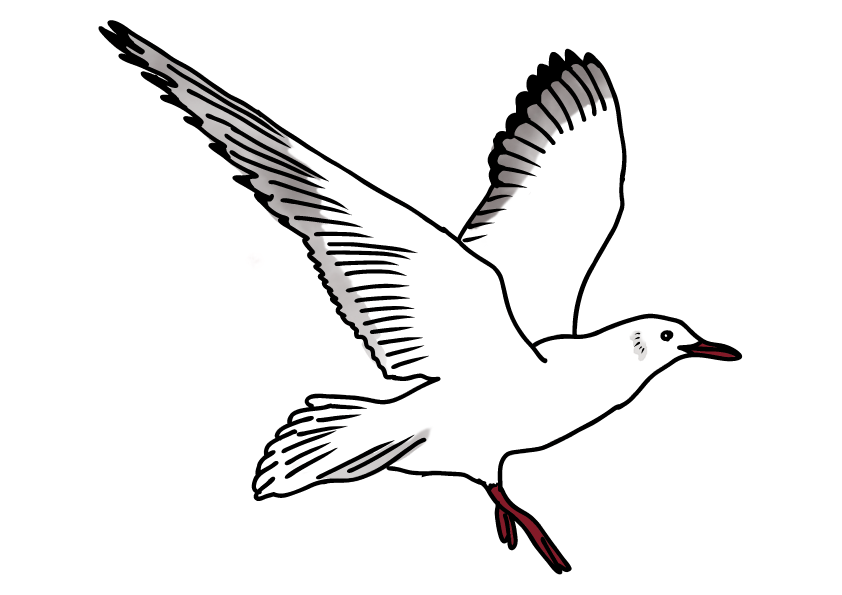 神奈川県の県鳥-カモメ