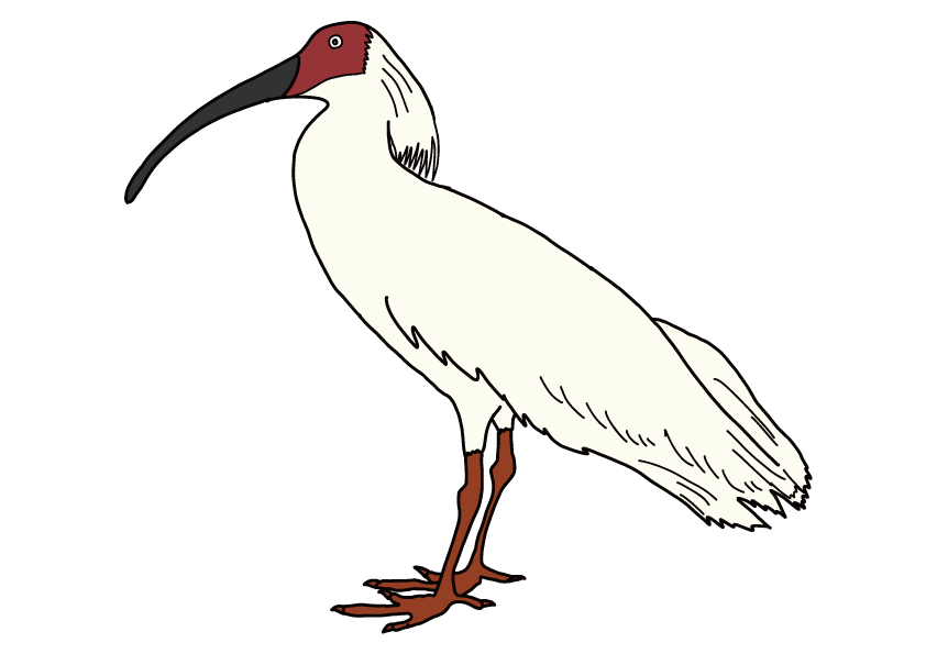 新潟県の県鳥-トキ
