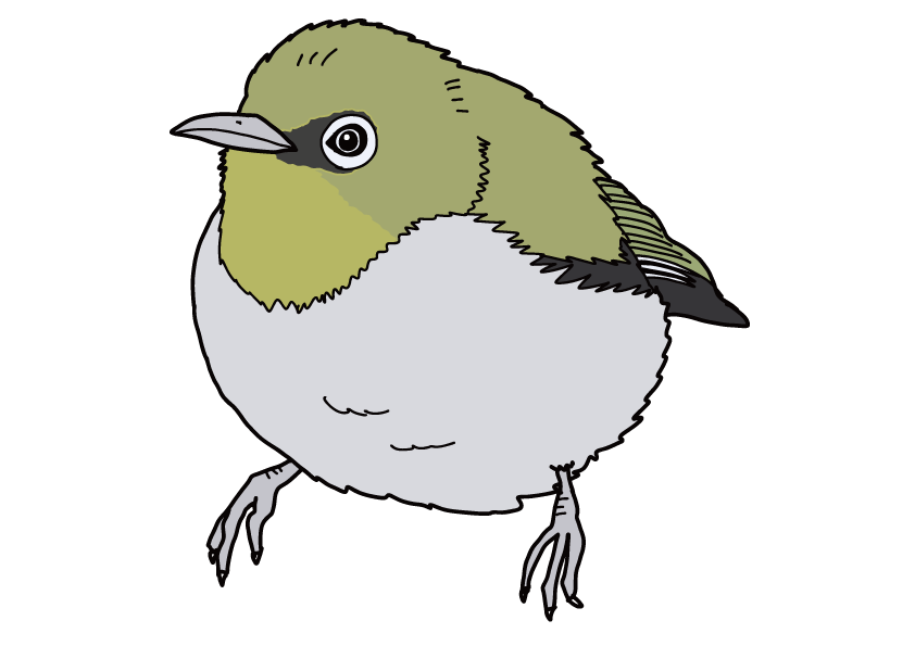 大分県の県鳥-メジロ