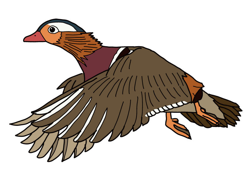 鳥取県の県鳥-オシドリ