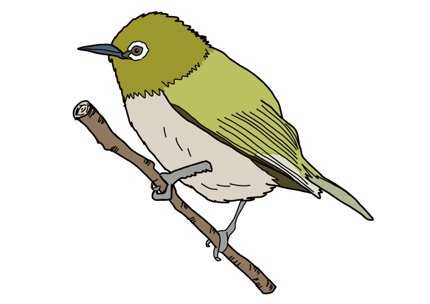 和歌山県の県鳥-メジロ