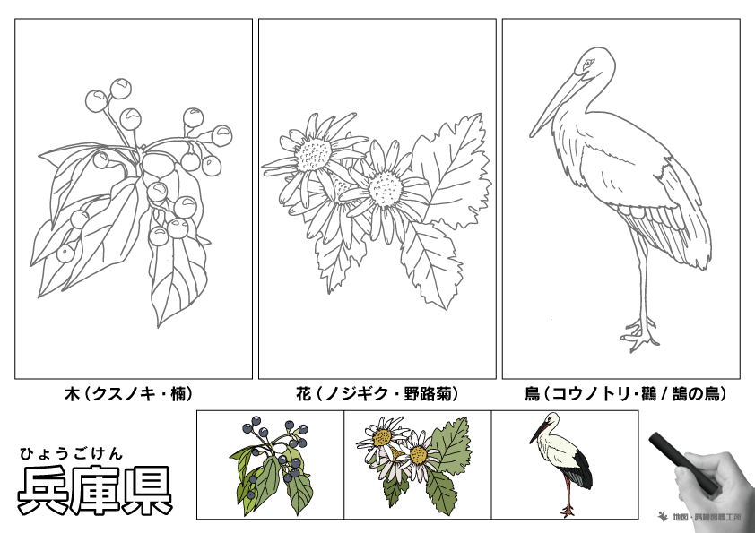 兵庫県の 県木 県花 県鳥 ぬりえ イラストを無料ダウンロード