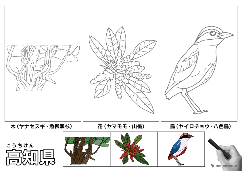 高知県の 県木 県花 県鳥 ぬりえ イラストを無料ダウンロード