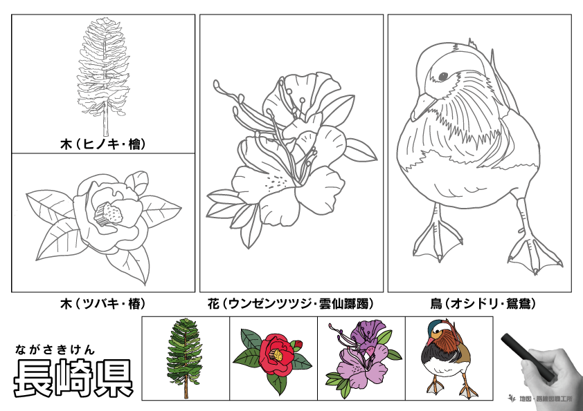 長崎県の 県木 県花 県鳥 ぬりえ イラストを無料ダウンロード