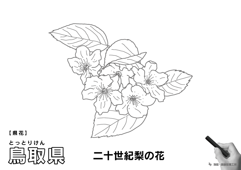 県花 鳥取県 二十世紀梨の花のイラスト・ぬりえ