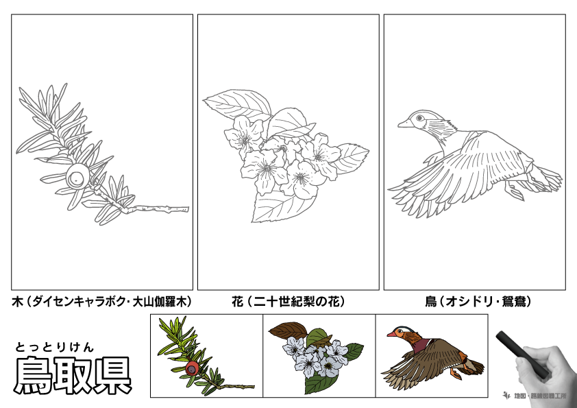 鳥取県の 県木 県花 県鳥 ぬりえ イラストを無料ダウンロード